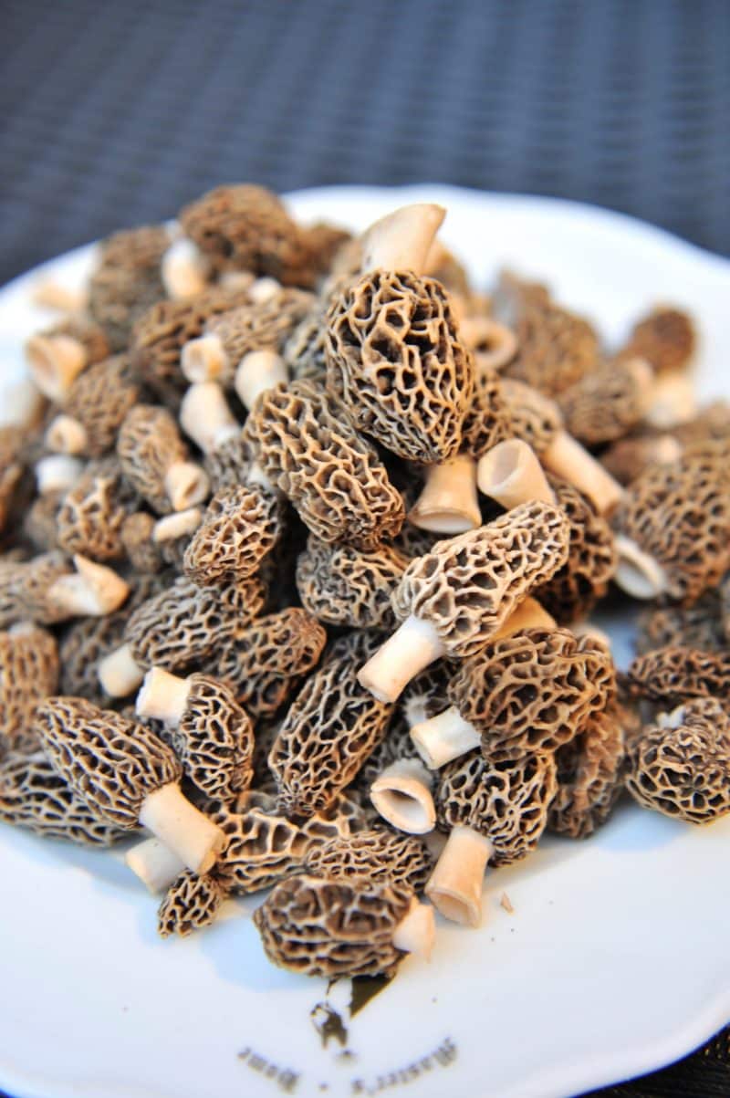 Terrine aux Morilles - 500gr